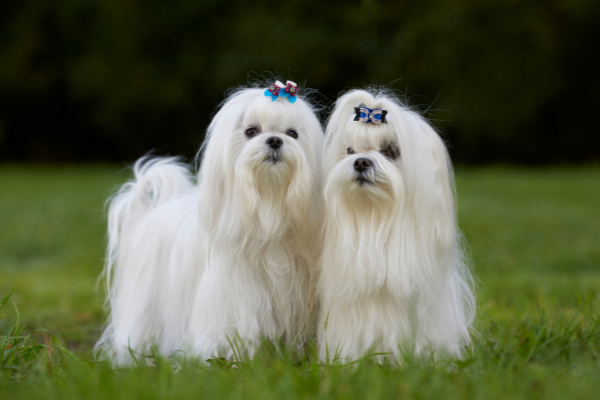 Dois cachorros maltês.
