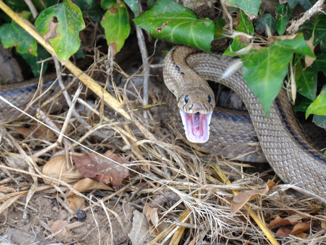 Cobra dando o bote