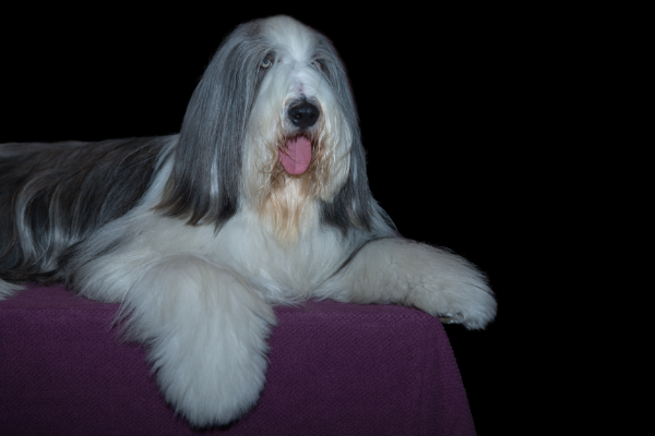 Bobtail.