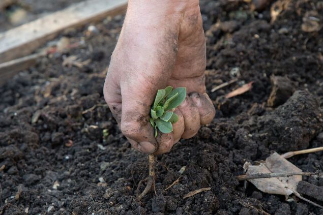 Imagem de uma pessoa arrancando uma planta pela raiz da terra