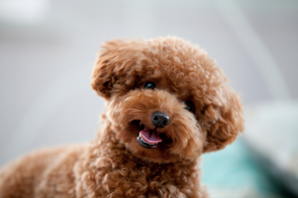 Poodle.