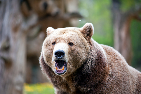 Urso rugindo