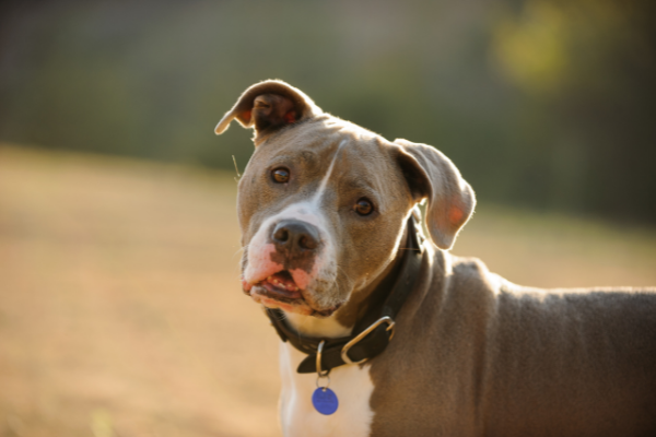Pitbull marrom.