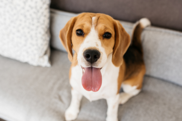 Beagle.