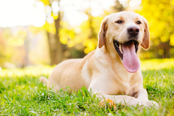 Labrador.