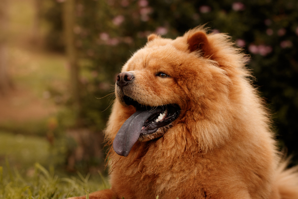 Chow chow.