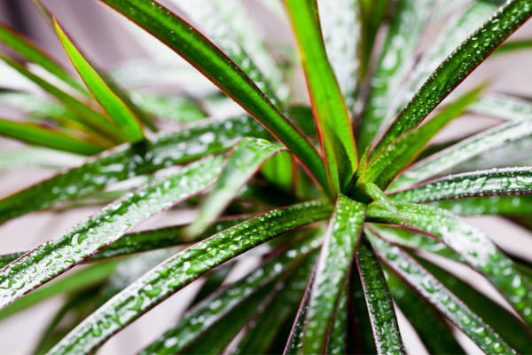 Imagem da planta Dracena
