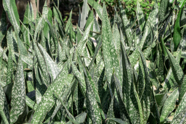 Imagem da planta espada de são jorge