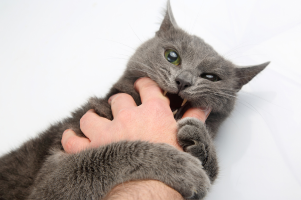Gato brincando de morder com uma pessoa