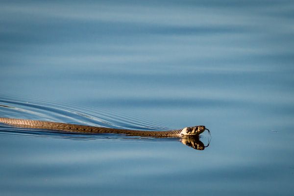 Cobra nadando na água