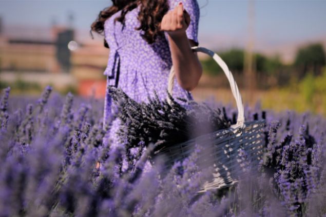 Pessoa com roupa lilás colhendo flores de lavanda em um campo