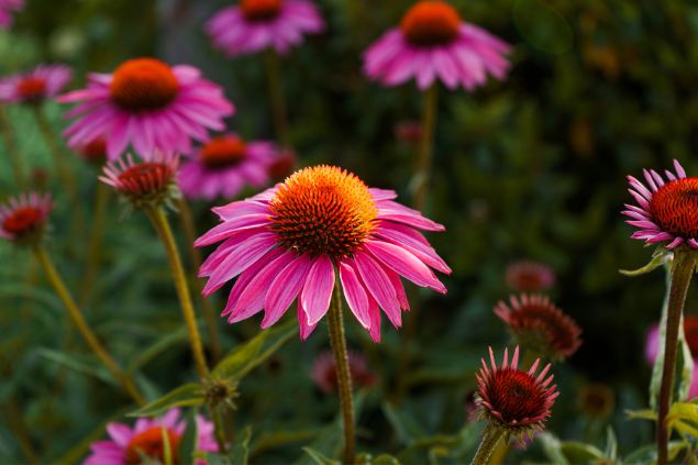 Imagem do tipo de margarida chamada Echinacea purpúrea
