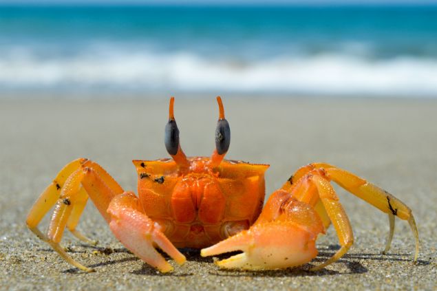Caranguejo na praia