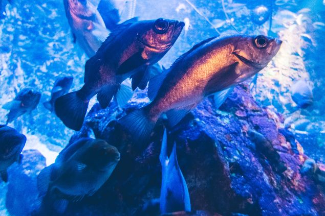 Dois peixes no mar