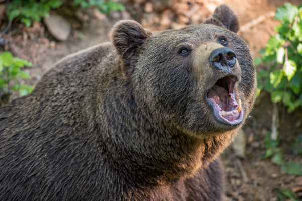 Urso rugindo