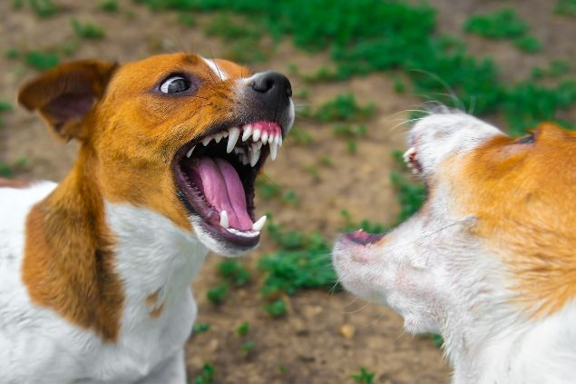 Pequeno cachorro atacando outro.