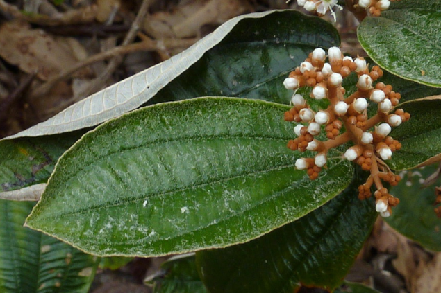 Canela de velho
