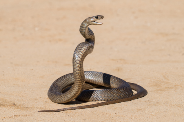 Cobra grande atacando