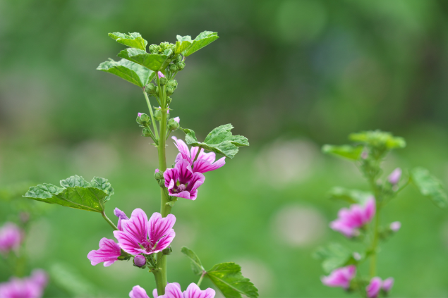 Flor de Malva