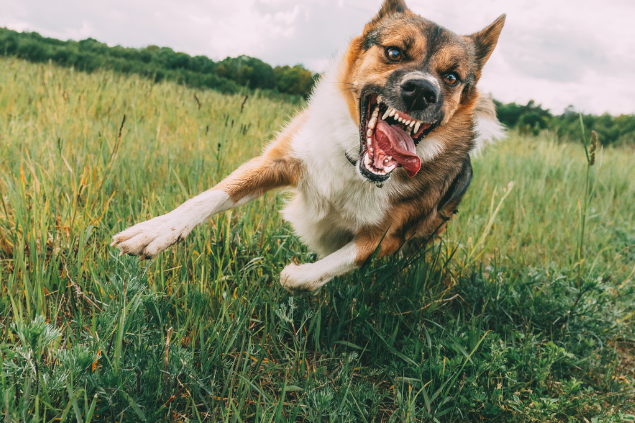 Cachorro grande correndo na natureza