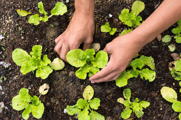 Pessoa plantando vegetal em seu jardim