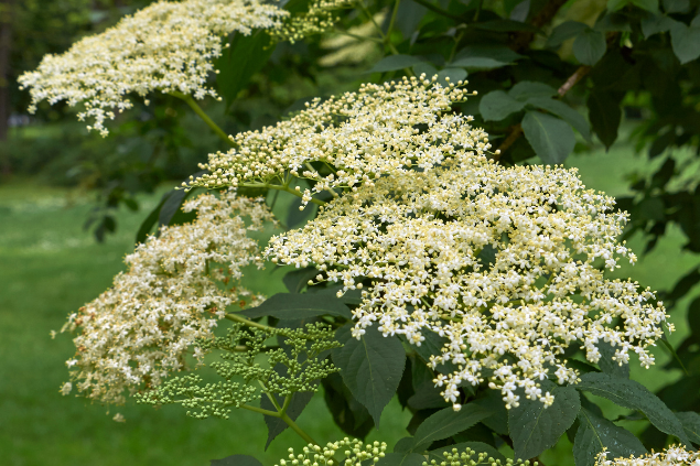 Flor de sabugueiro 