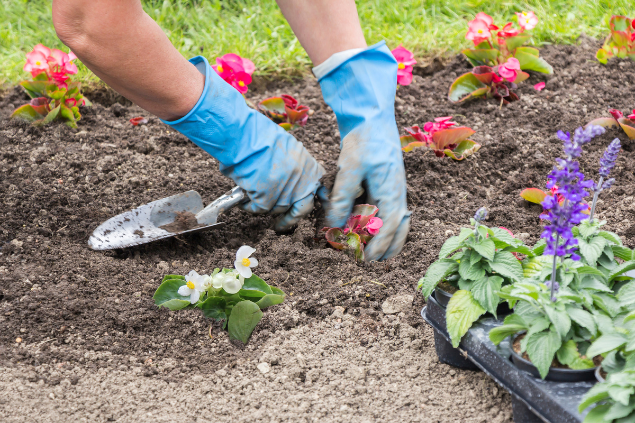 Pessoa plantando flores 
