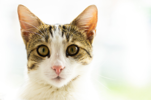 Gato 