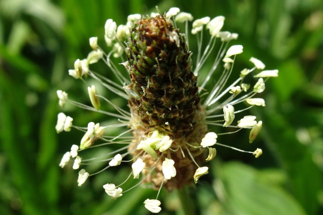 Tanchagem aberta