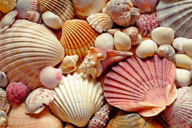 Imagem de vários tipos, formatos e tamanhos de conchas do mar, um exemplo das oferendas feitas para a entidade Zé do Mangue..
