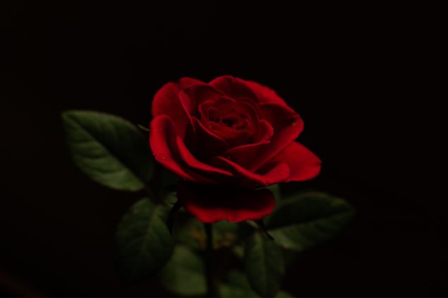 Imagem de uma rosa vermelha, simbolizando uma das oferendas para a Pombagira Maria Padilha da Umbanda.