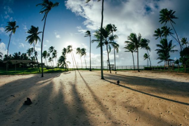 Osvaldopontes / Getty Images / Canva Imagem da Praia do Forte, na Bahia. Praia tranquila, com vários pés de coqueiros em sua orla.