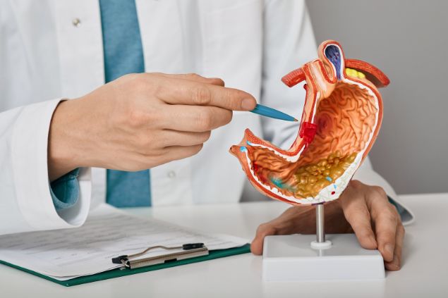 Imagem de um médico gastroenterologista, analisando as doenças estomacais e úlceras gástricas no modelo anatômico do estômago.