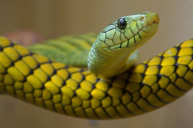 Imagem de uma serpete nas cores verde e amarela.