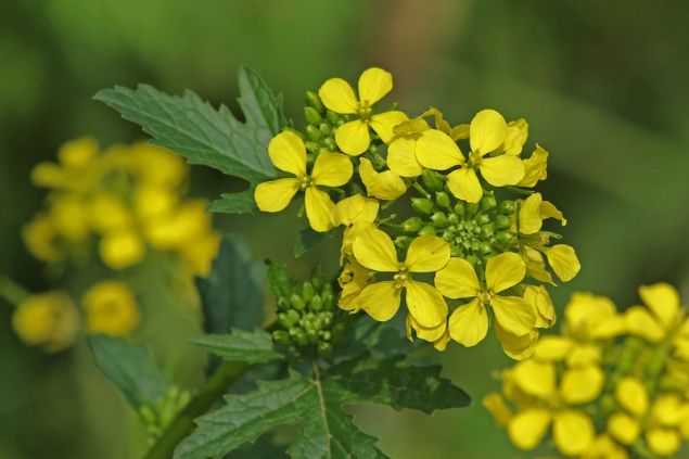 Flores de mostarda.