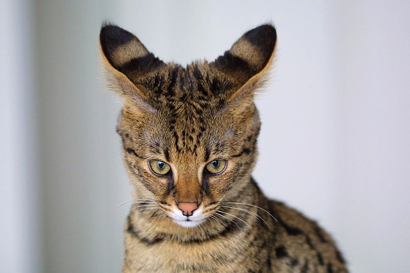 Gato Savannah visto de frente
