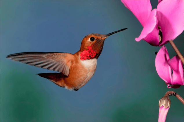 Beija-flor vermelho próximo de flores pink. 
