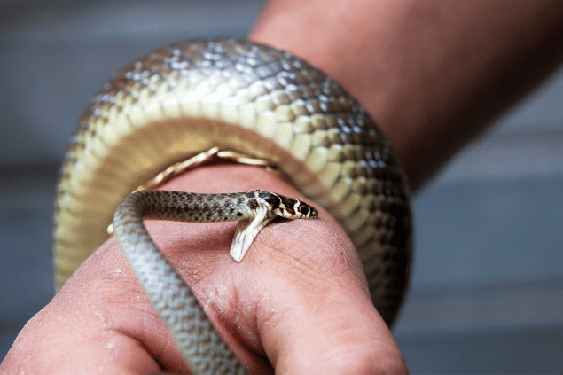 Cobra mordendo mão de uma pessoa. 