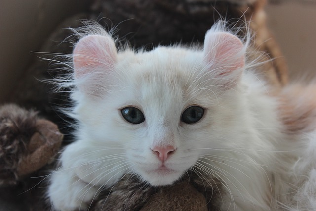 Gato American Curl visto de frente.