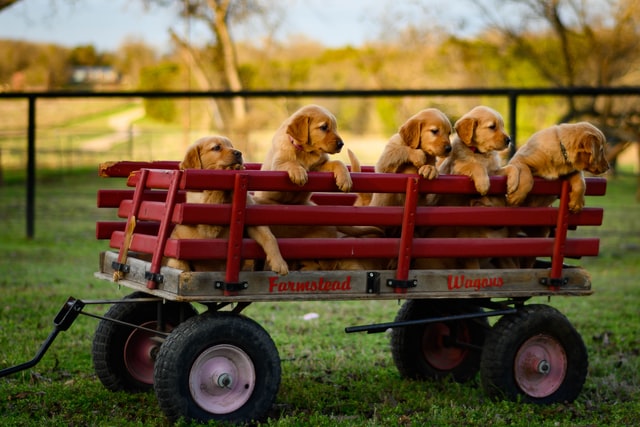 Filhotes de cachorro.
