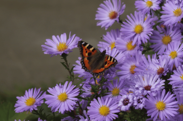 Borboleta roxa