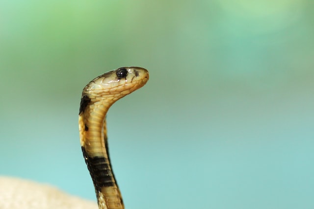 Cabeça de cobra pequena.