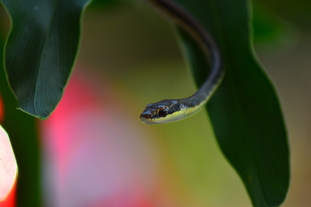 Cobra pequena.
