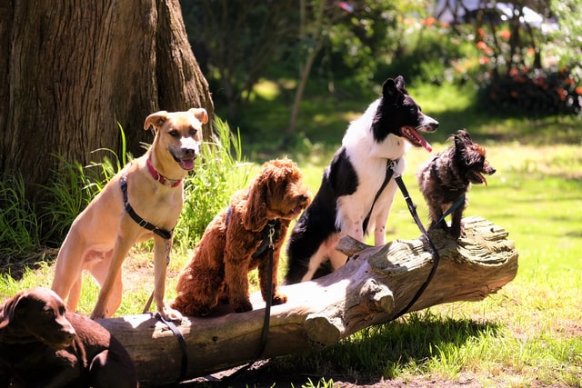 Cachorros num campo.