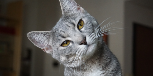 Gato rajado.