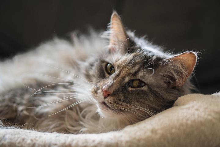 Gato LaPerm deitado em sua cama.