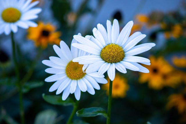 Margaridas brancas.