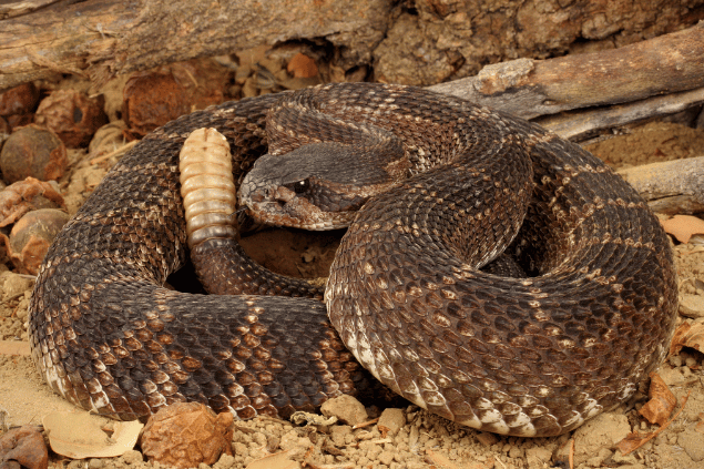 Cobra grande