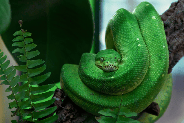 Cobra verde