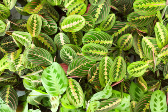 Várias plantas 